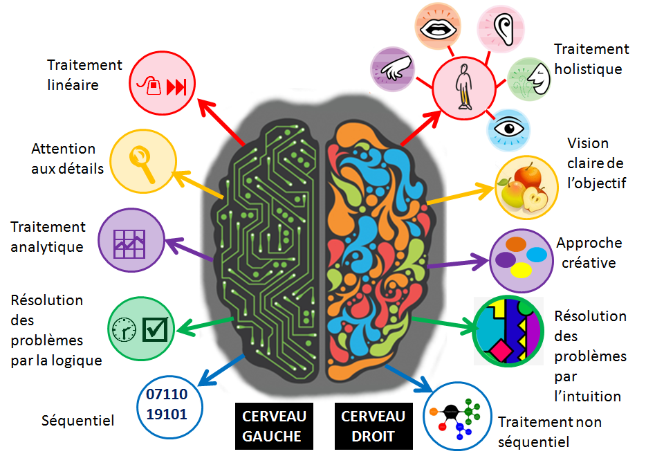 cerveau-droit-gauche-art-therapie